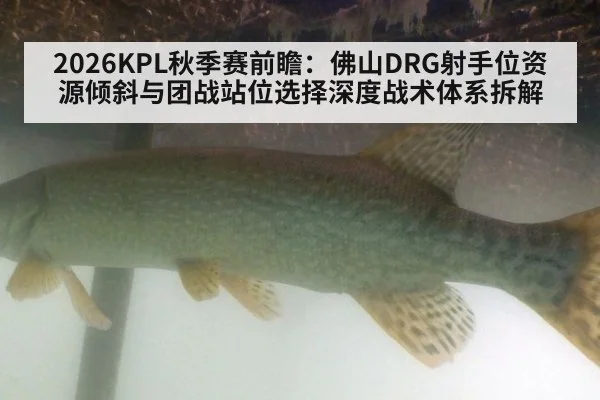2026KPL秋季赛前瞻：佛山DRG射手位资源倾斜与团战站位选择深度战术体系拆解